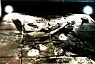f0020024.jpg